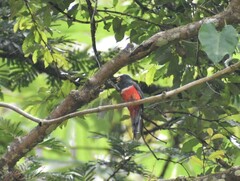Trogon collaris