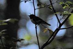 Setophaga caerulescens