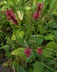 Bistorta amplexicaulis