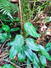 Philodendron