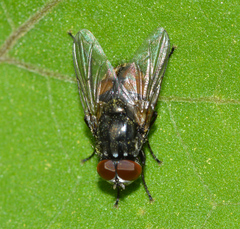 Musca