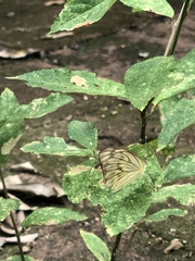 Ascia monuste monuste