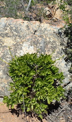 Tylecodon paniculatus