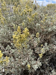 Artemisia arbuscula