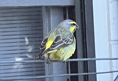 Crithagra mozambica