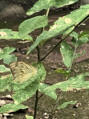 Ascia monuste monuste