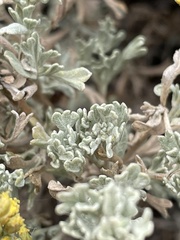 Artemisia arbuscula