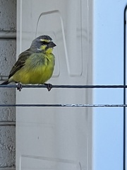 Crithagra mozambica