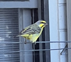 Crithagra mozambica