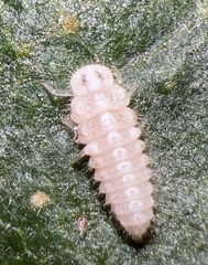 Coccinellinae