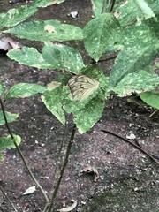 Ascia monuste monuste