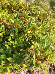 Rhododendron caucasicum