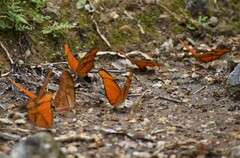 Dryas iulia moderata