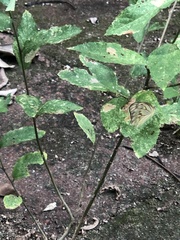 Ascia monuste monuste