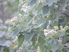 Montanoa tomentosa