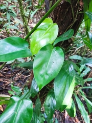 Philodendron