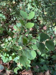Symphoricarpos albus