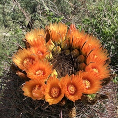 Ferocactus wislizeni