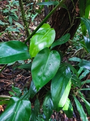 Philodendron