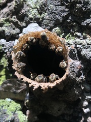 Nannotrigona perilampoides