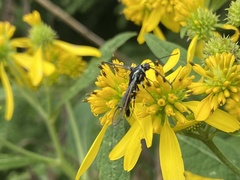 Synanthedon