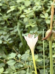 Zephyranthes chlorosolen