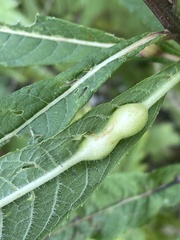 Neolasioptera vernoniae