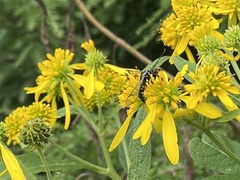 Synanthedon