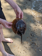 Limulus polyphemus