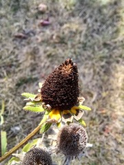Rudbeckia hirta