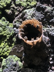 Nannotrigona perilampoides