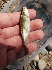 Richardsonius balteatus