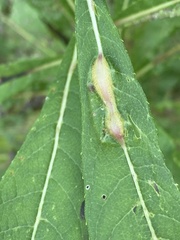 Neolasioptera vernoniae