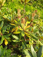 Rhododendron caucasicum