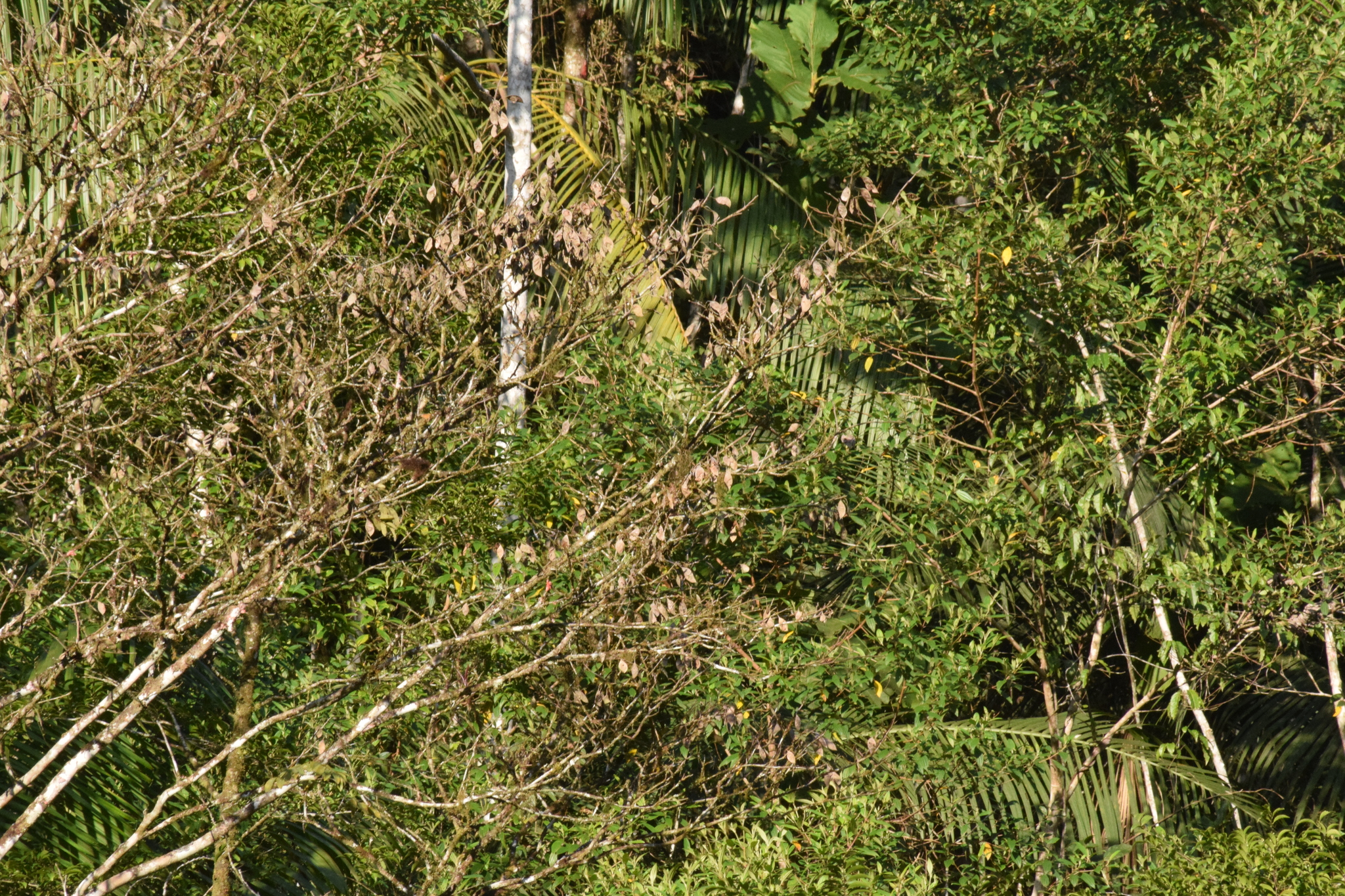 Foto de Apuleia leiocarpa (Vogel) J.F.Macbr.