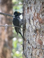 Picoides dorsalis