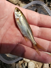 Richardsonius balteatus