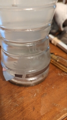 Chrysaora chesapeakei