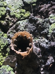 Nannotrigona perilampoides