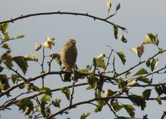 Phylloscopus collybita