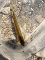 Richardsonius balteatus