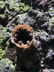 Nannotrigona perilampoides