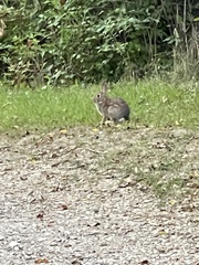 Sylvilagus floridanus