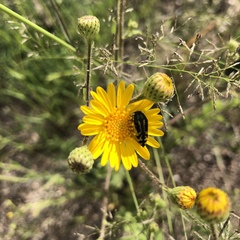 Acmaeodera amplicollis