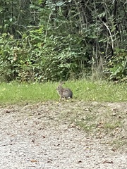 Sylvilagus floridanus