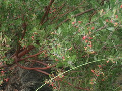 Arctostaphylos pungens