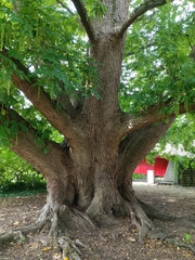 Pterocarya fraxinifolia