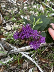 Vernonia texana