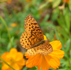 Boloria bellona