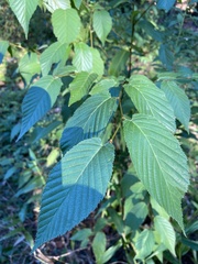 Betulaceae